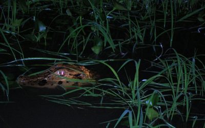 Study on the population status of the yacare (Caiman yacare) and the black caiman (Melanosuchus niger) in their natural distribution areas in Bolivia