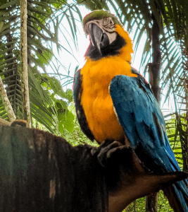 Tráfico de aves na Amazônia