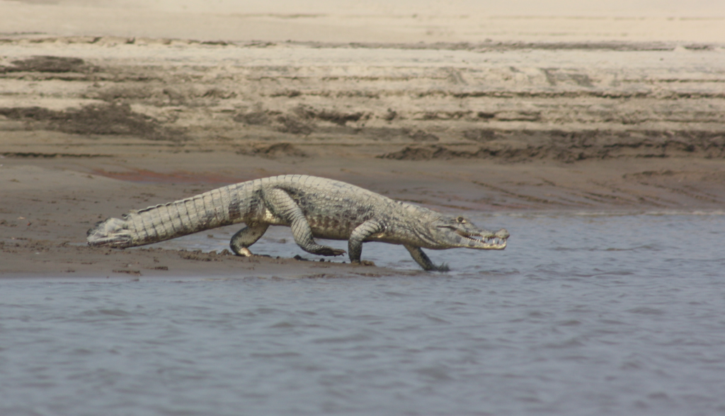 Estudo do estado populacional do lagarto Caiman yacare e do jacaré