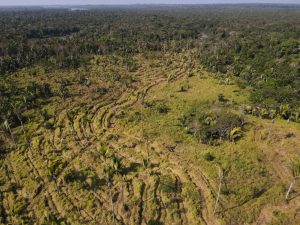 Projeto combina geração de renda em comunidades tradicionais com recuperação de áreas degradadas na Amazônia brasileira