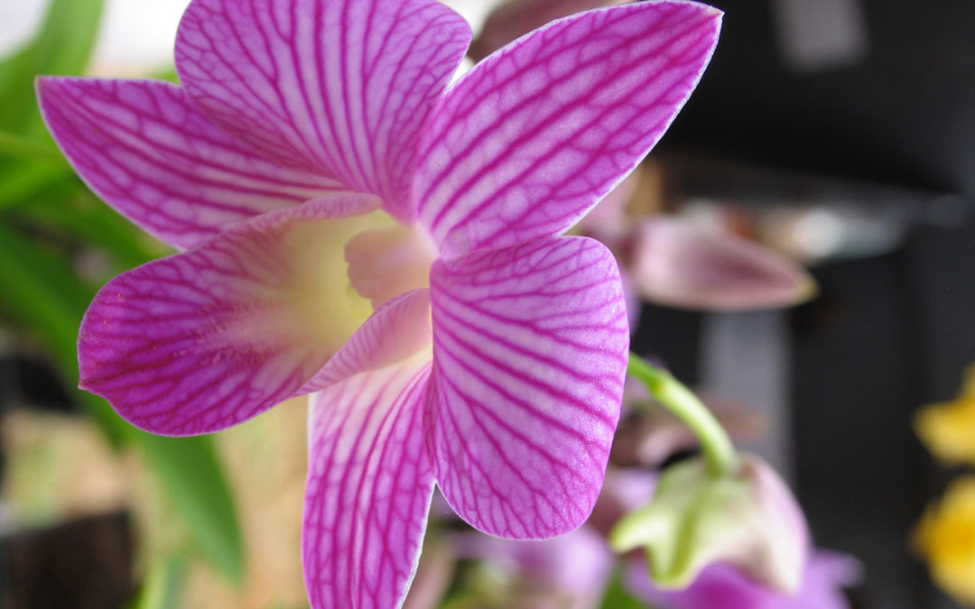 Proyecto Bioamazonía está contratando consultoría para el fortalecimiento de la cadena de valor de orquídeas (Ecuador)