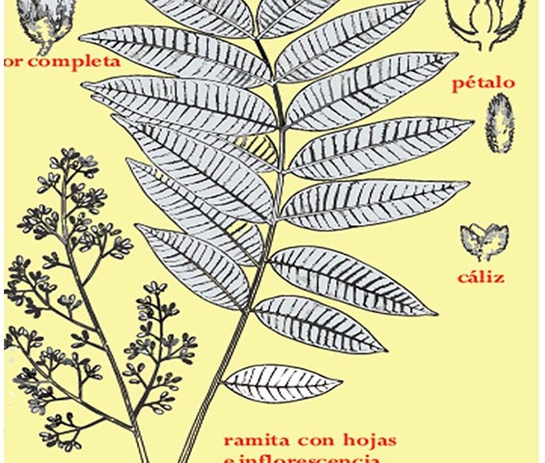 Estado situacional de las especies del género Cedrela spp. en el Perú
