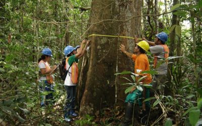 OTCA presenta acciones de cooperación regional en los bosques amazónicos en la 12ª FNUB