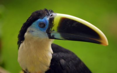 Tráfico de Aves en la Amazonia