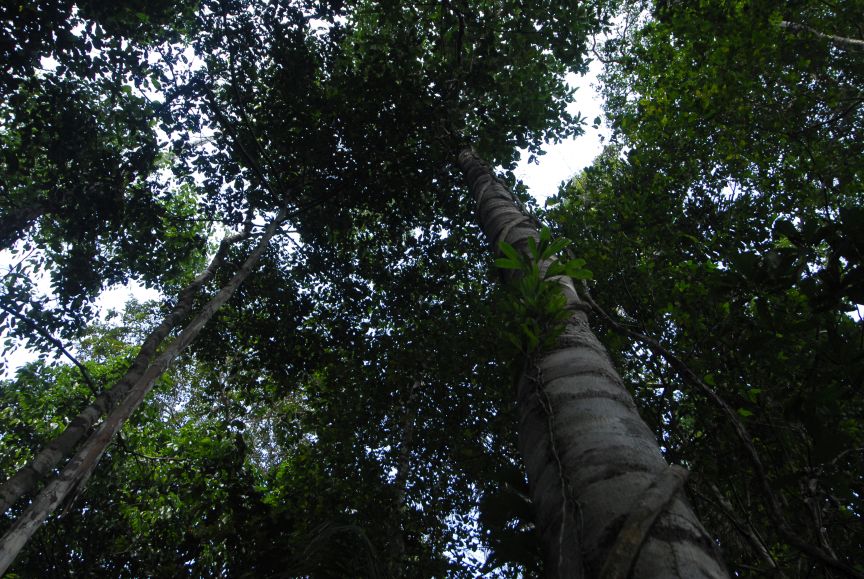 OTCA implementará Programa Regional de Diversidad Biológica para la Cuenca/Región Amazónica