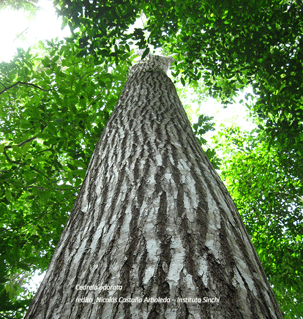 Amazonian countries receive proposal for Regional Action Plan for Cedar and other Amazonian tree species