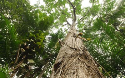 Las contribuciones de la OTCA en la implementación de la CITES en los países amazónicos serán presentadas en la 19ª Conferencia de las Partes en noviembre
