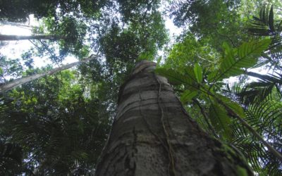 Seminario Regional sobre Degradación de los Bosques en la Región Amazónica