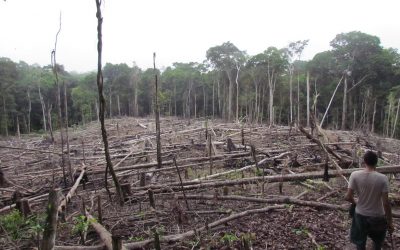 The illegal deforestation in the Amazon region in discussion
