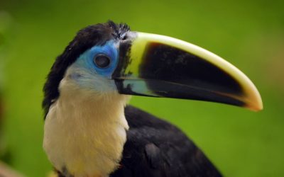 Bird Trafficking in the Amazon