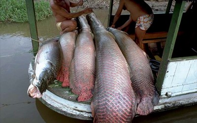 Traceability of arapaima: a necessity to protect the species