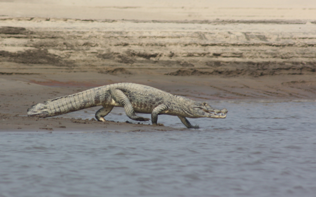 Study on the population status of the yacaré (Caiman yacare) and the black caiman (Melanosuchus niger) in their natural distribution areas in Bolivia