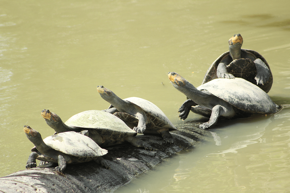 Handbook for management of yellow-spotted river turtle (Podocnemis unifilis) in wildness