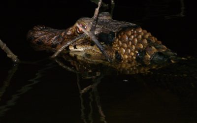 Model for determining alligator harvest quotas of caiman and contributions to the knowledge of black caiman in Bolivia