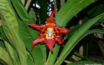 Orchids Identification Handbook Support Ecuadorian Authorities to Control Illicit Activities Against Wild Flora