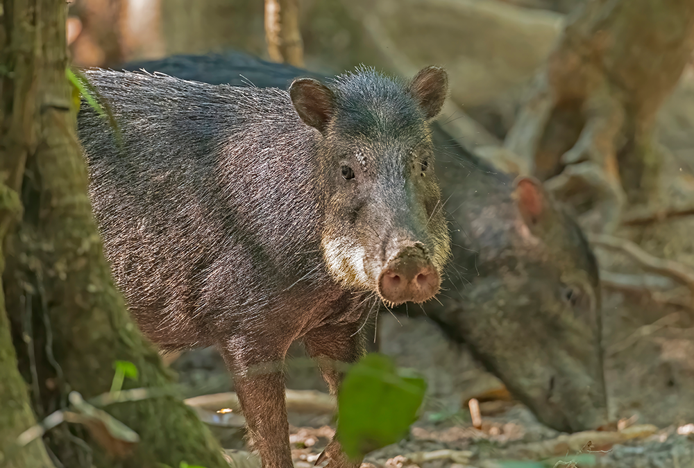 Determination of National Harvest Quotas for 24 selected species