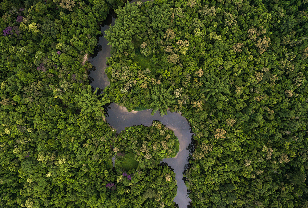 ACTO supports Member Countries in CITES implementation for tree species in the Amazon region