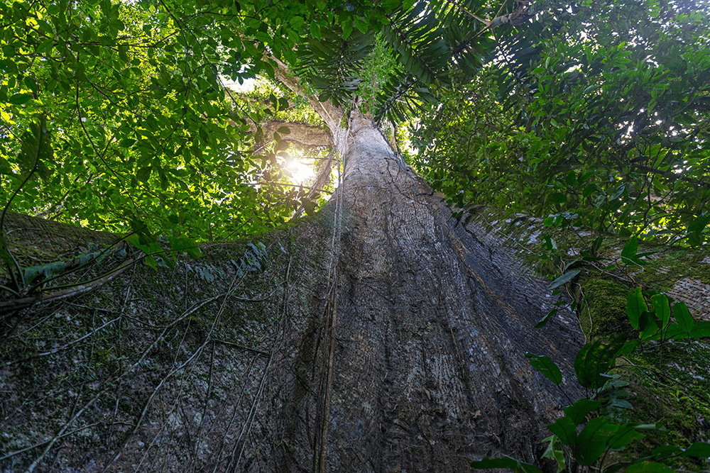 Training course on Tropical Timber Identification Methodologies