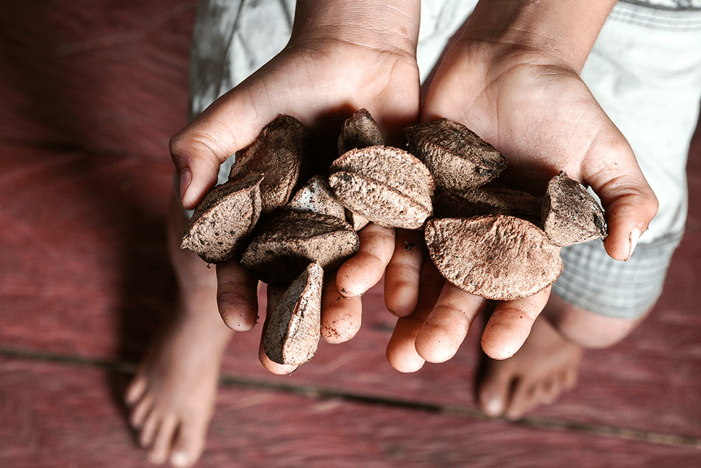 BioForestALC: Connecting Bioeconomy and Forests with Human Development