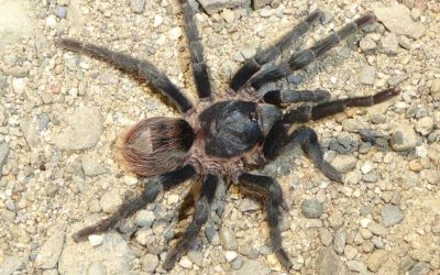 Bolivian researchers describe a possible new tarantula species
