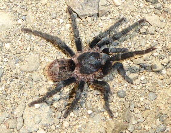 Bolivian researchers describe a possible new tarantula species