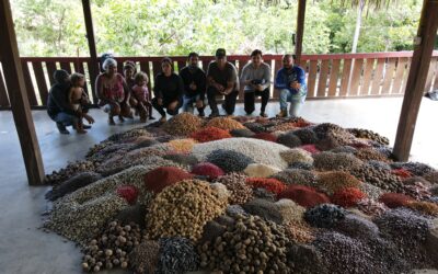 Forest seed chain generates income for traditional communities in the Brazilian Amazon and helps fight climate change