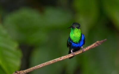 Strategic Participation of ACTO in COP 16 of the Convention on Biological Diversity