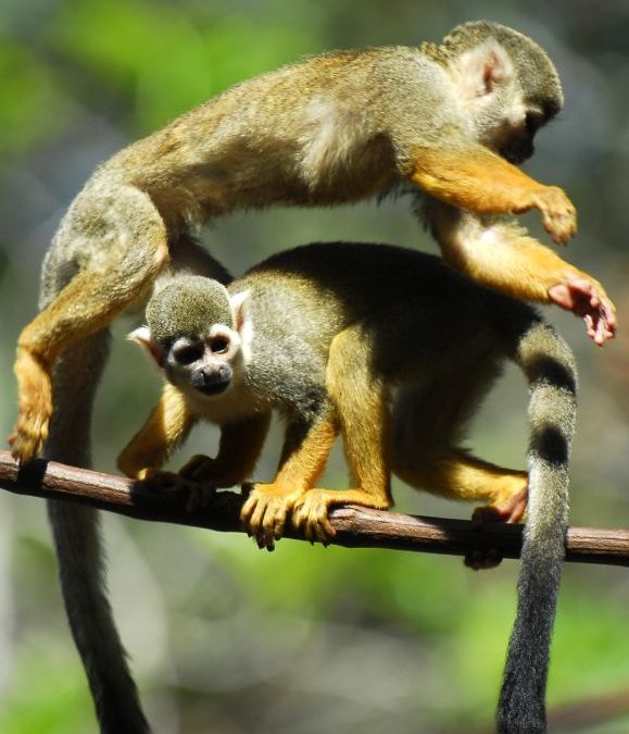 Coletando e organizando informação sobre biodiversidade