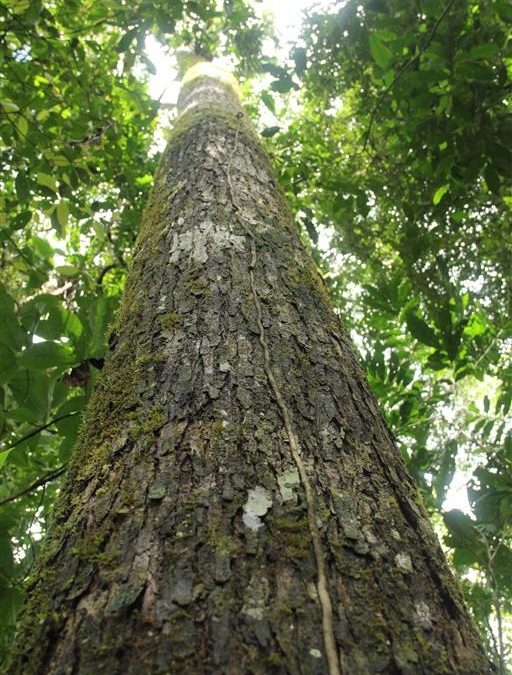 Proteção internacional para o Cedro