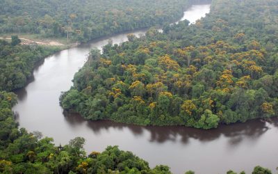 Diminui a perda florestal no Peru