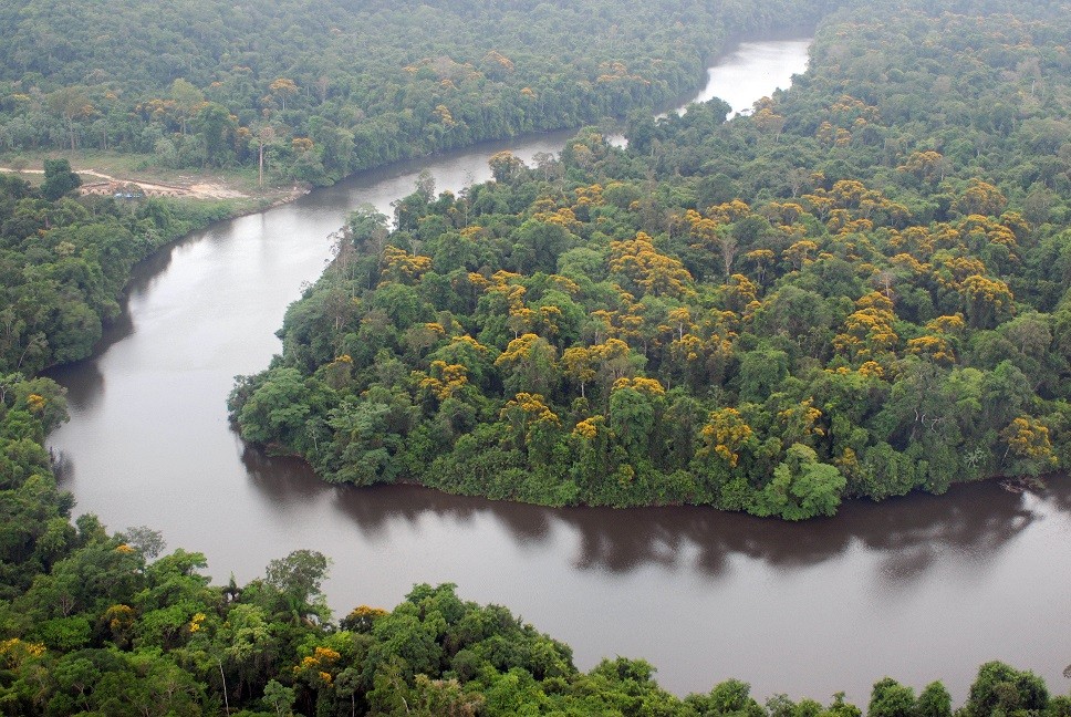 Diminui a perda florestal no Peru