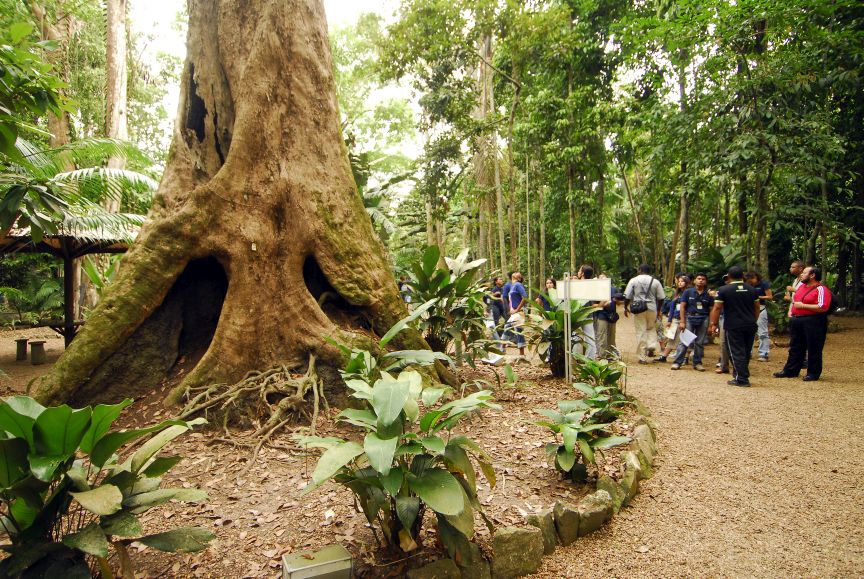 Profissionais do setor florestal dos Países Membros serão capacitados em conservação da biodiversidade em atividades de manejo floresta