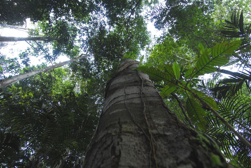 22 de abril: Dia Internacional da Mãe Terra