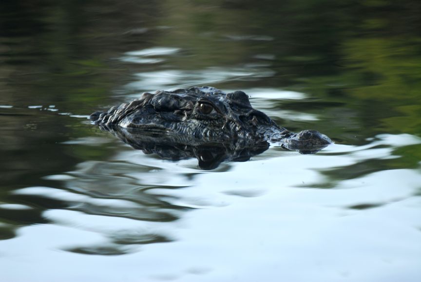 Consultoria de contratação: estudo do status populacional do lagarto (Caiman yacare) e do jacaré (Melanosuchus niger)