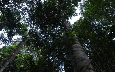 Suriname sediará a 4ta Reunião de Autoridades Florestais dos países amazônicos