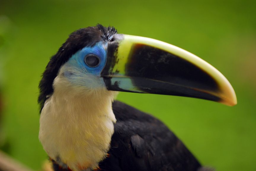 Licitação pública internacional no âmbito do Projeto KfW (Projeto Bioamazônia)