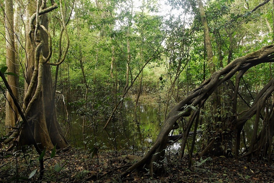 CEPAL e OTCA assinam acordo de cooperação para o desenvolvimento sustentável na Região Amazônica