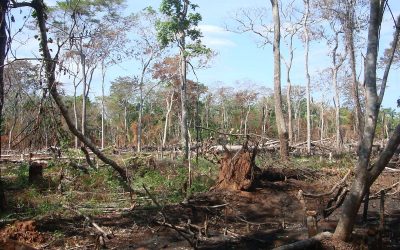 A OTCA e FAO vão trabalhar nas áreas afetadas por incêndios florestais na Região Amazônica