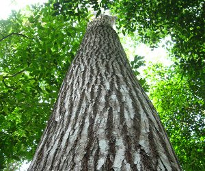 Países amazônicos recebem proposta de Plano de Ação Regional para Cedro e outras espécies arbóreas da Amazônia