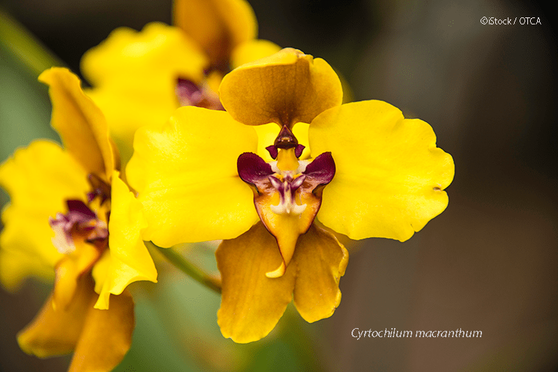 Equador gera proposta para o fortalecimento da cadeia de valor das orquídeas na região amazônica (Napo, Morona Santiago e Zamora Chinchipe)