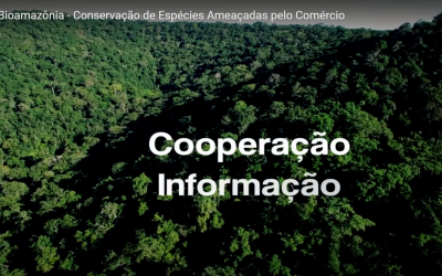 Animação mostra a atuação do Projeto Bioamazônia na conservação de espécies ameaçadas