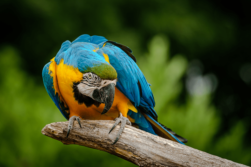 Estudo de campo está sendo realizado no Suriname para estimar o tamanho da população de três espécies de papagaios