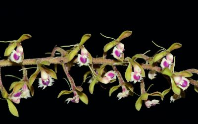 Empresa no Equador é dedicada à reprodução de espécies de orquídeas ameaçadas de extinção