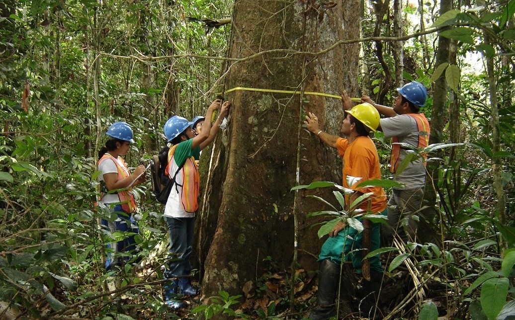 Proyecto Monitoreo entregará tercer Mapa Regional de la Deforestación Amazónica 2013-2014