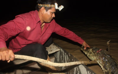 Diagnóstico y Plan de Fortalecimiento Técnico para el proceso de aprovechamiento de carne y cuero de lagarto (Caiman yacaré) en Bolivia