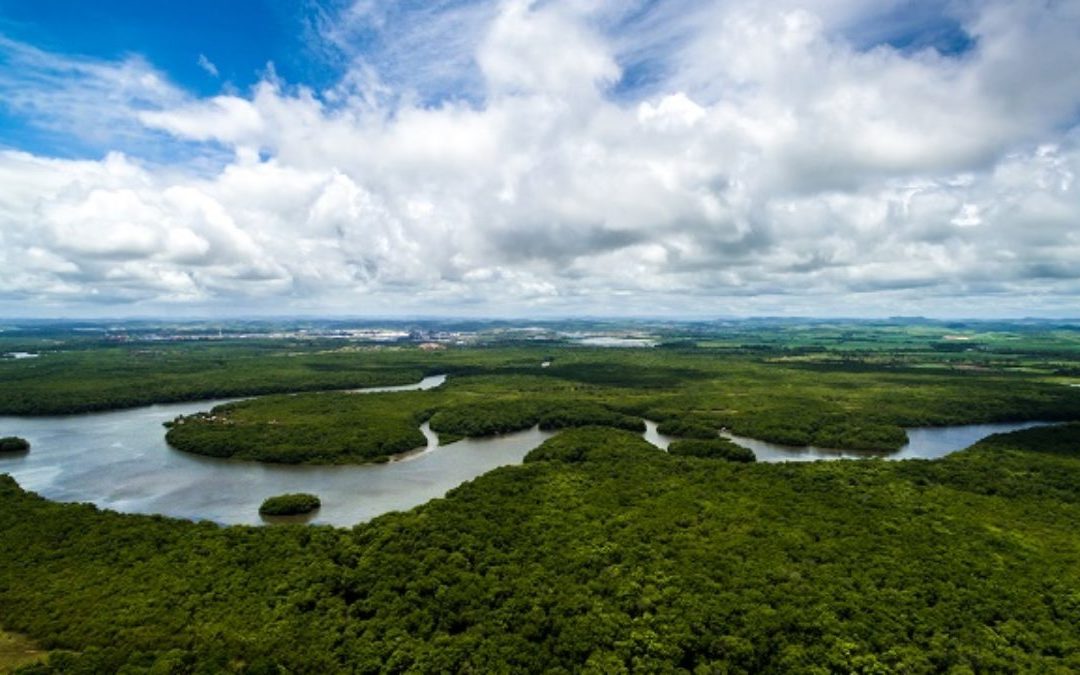 Evento debate ley forestal modelo para la Pan-Amazonía en Brasilia