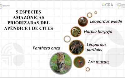 Se lanzó el informe técnico sobre tráfico ilegal de cinco especies amazónicas listadas en la CITES