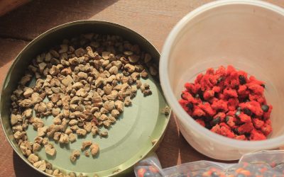 Market-based bioeconomy approaches in the Amazon – a paragidm shift toward a net positive future