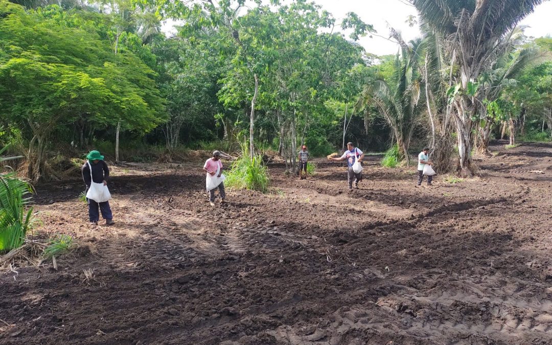 Proyecto combina la generación de ingresos en comunidades tradicionales con la recuperación de zonas degradadas en la Amazonia brasileña