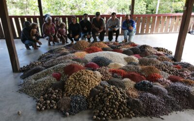 Cadena de semillas forestales genera ingresos para las comunidades tradicionales de la Amazonia brasileña y ayuda a combatir el cambio climático